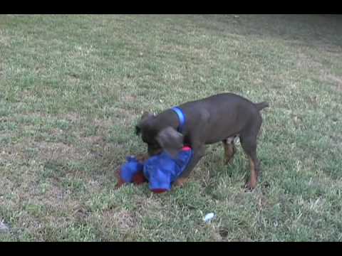 Red and Rust Male doberman pinscher puppy playing, Champ lines, born 05/08/09. www.k-ninedobermans.com Photos and videos were taken 07 This cute