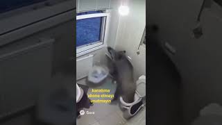 Adam Tam Sçrken Domuzun Yaptığına Bak