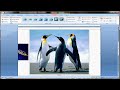 Microsoft word tutorial |How to insert images into word document table