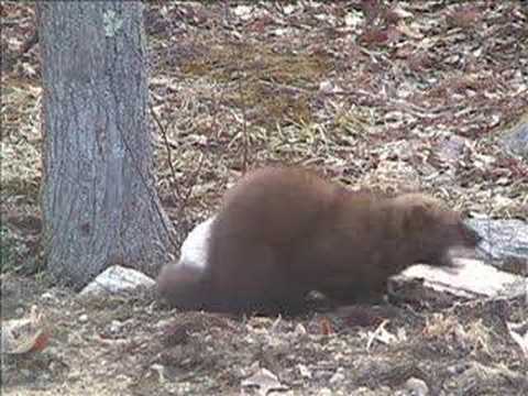 Sound A Fisher Cat Makes