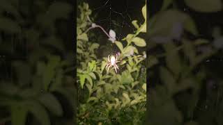 Webslinger