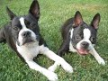 Animal Communication