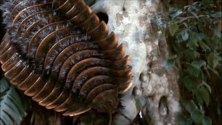 Arthropleura - Le Plus Gros Arthropode Qui Ait Jamais Existé Doentaire