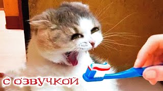 Приколы С Котами С Озвучкой! Смешные Коты! Самые Смешные Животные До Слёз! Мне Бы Таких Котов!