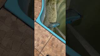 Limpando A Piscina Com Bicho E Algas