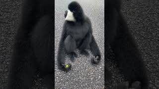 A Playful Black Monkey Bursts From The Bushes