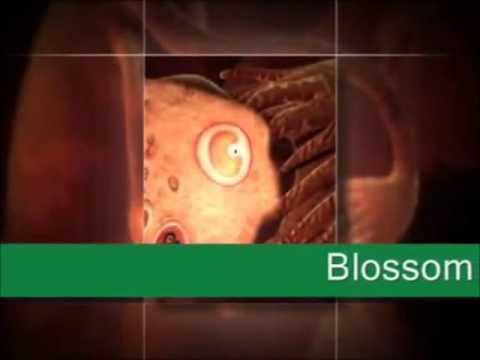 Conception & Pregnancy Ovulation Fertilization