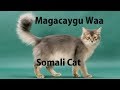 10 Xayawaan oo Soomaalida Loogu Magac Daray