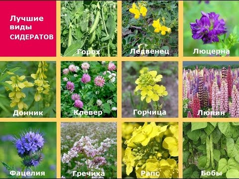 Что можно сажать после рапса 72