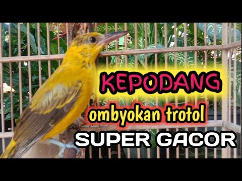 kepodang trotol muda hutan gacor