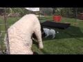 Spanish Water Dog Puppies 2013 - First Day Out