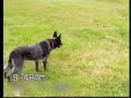 Smart Dogs