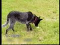 Smart Dogs