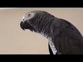 Jako