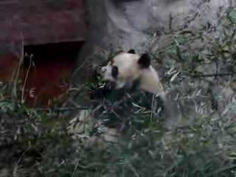 北京動物園・大熊猫（パンダ）
