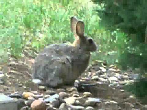 Cause To Be Alarmed Video