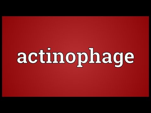 Header of actinophage