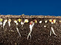 Time lapse radish seeds sprouting, top and roots growing