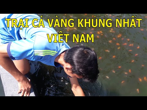THAM QUAN TRẠI CÁ VÀNG KHỦNG NHẤT VIỆT NAM | Vietnam Goldfish Farm