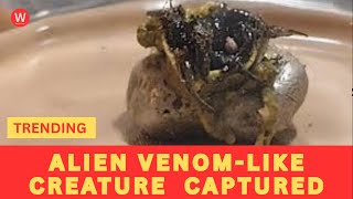 Alien Symbiote Or Hoax? The Viral Venom Creature Mystery Exposed