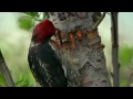 Sneaky Hummingbird - Alaska: Earth's Frozen Kingdom - Episode 2 Preview - BBC Two