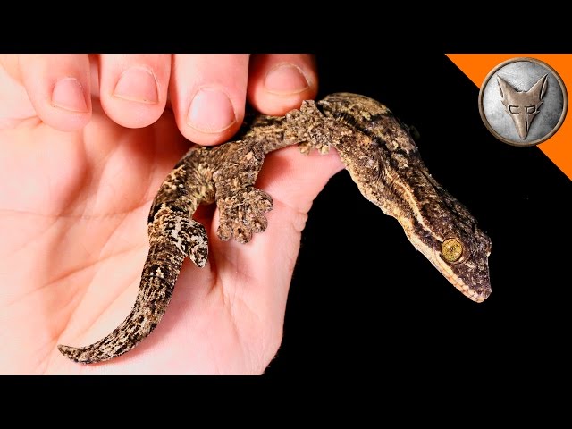 Brave Wilderness: Rare Two-Tailed Gecko Found - Video
