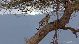 The Lion, The Leopard and The Jackals | On Safari #13 Tsavo East