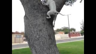 Pitbull Climbs 13 Foot Tree