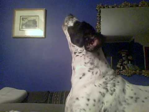 pug dalmation mix pug dalmation mix pug dalmation mix pug dalmation mix