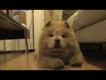 Mochi The Chow Chow * the CUTEST *