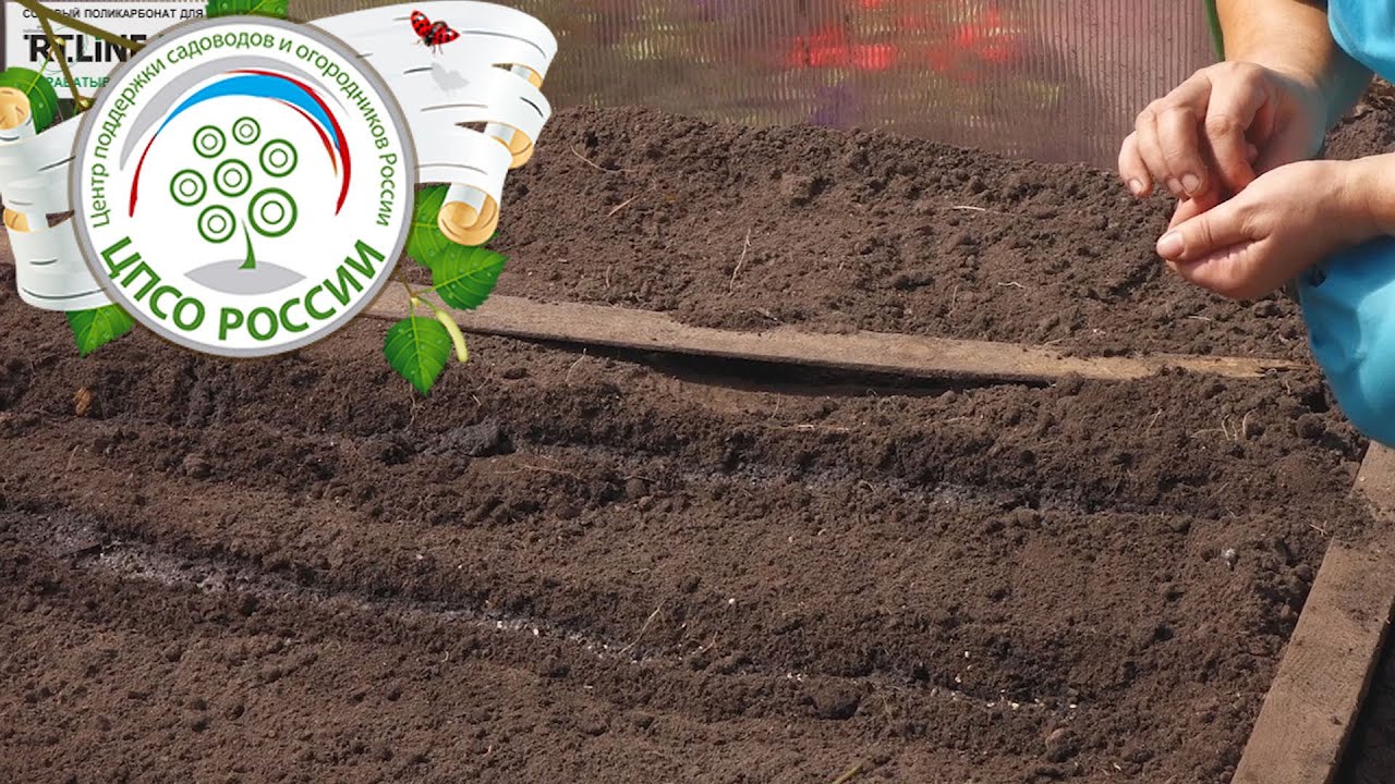 Когда сеять укроп Когда сеять укроп