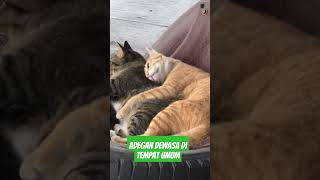 Adegan Dewasa Di Tempat Umum Ini Kucing