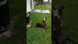 Eli Pit Bull Pups