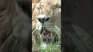 The Angry Lion.