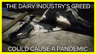 What the Media Won’t Tell You About the Dairy Industry During the Pandemic