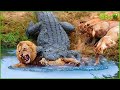 OMG! Lion Was Attacked And K.illed By A Crocodile Right In Its Territory, What Happens Next?