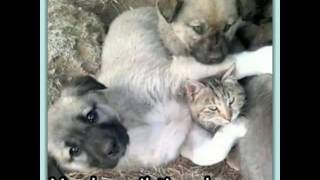 Bu Kış Sıcak Yuvaları Olsun