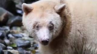 Great Bear Rainforest Short