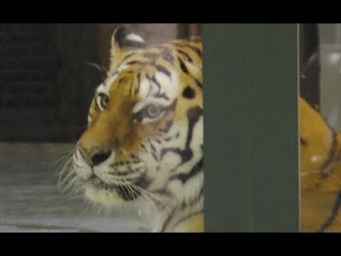 落ち着き始めた？アイちゃん （円山動物園 アムールトラ）