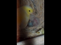 金絲雀母鳥餵食(蛋孵化第二天)