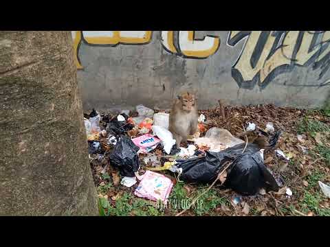 AKIBAT KELAPARAN MONYET MAKAN SAMPAH DI PINGGIR JALAN