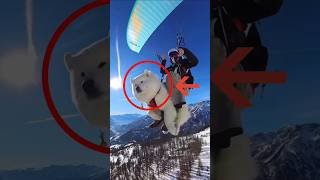 Ouka, The Skydiving Paragliding Dog