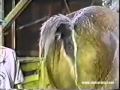 Cavalo peida na cara do reporter