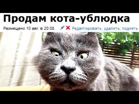 ЗВЕЗДЕЦ КАКИЕ УПОРОТЫЕ ОБЪЯВЛЕНИЯ с АВИТО ЗВЕЗДЕЦ КАКИЕ УПОРОТЫЕ ОБЪЯВЛЕНИЯ с АВИТО