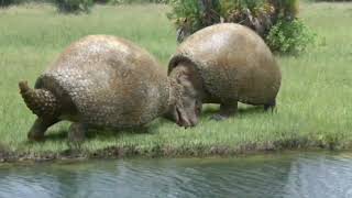 Ice Age Pleistocene Videos Creatures