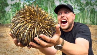 Spiked By An Echidna!