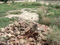 cobrasnake