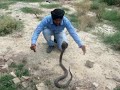 cobrasnake