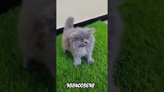 Russian Blue Kittens For Sale