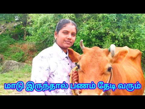 “இல்லத்தரசிகளே! உங்கள் வீட்டிலேயே பணம் சம்பாதிக்கலாம் – மாடு வளர்ப்பின் முழு வழிகாட்டி 🏡🐄” “இல்லத்தரசிகளே! உங்கள் வீட்டிலேயே பணம் சம்பாதிக்கலாம் – மாடு வளர்ப்பின் முழு வழிகாட்டி 🏡🐄”